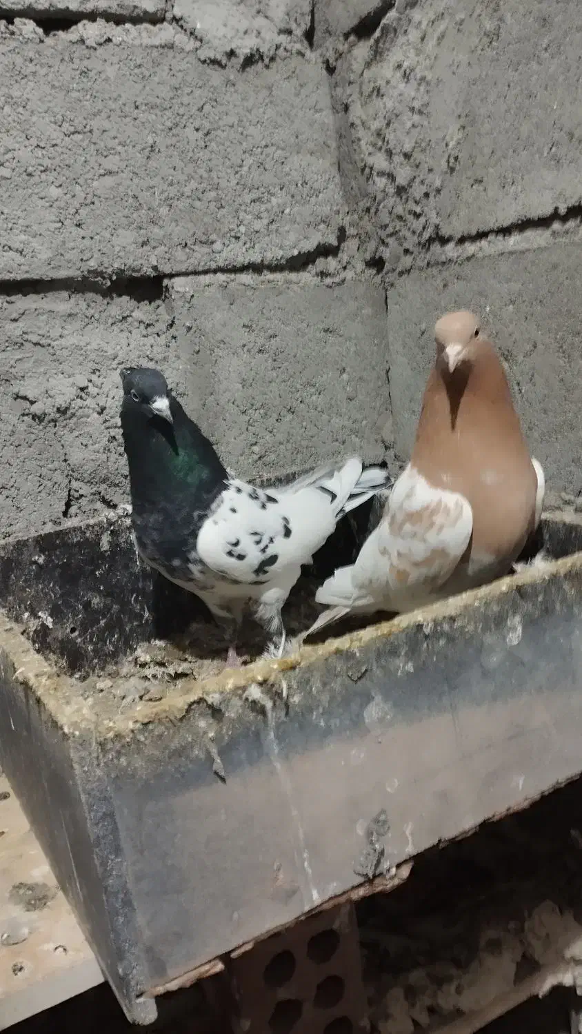 کبوتر|پرنده|هریس, |دیوار