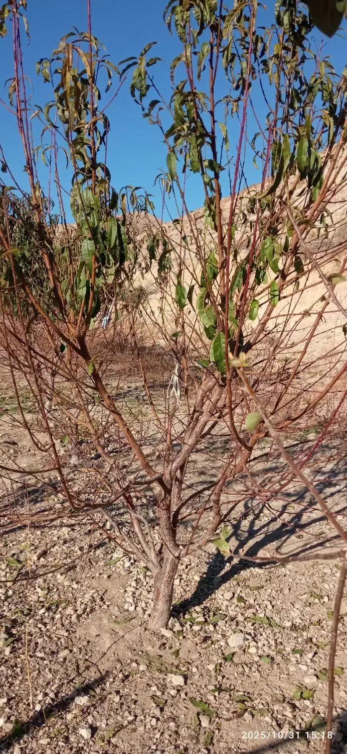 هرس کاری طبق مهندسی بیش از 25سال سابقه|خدمات باغبانی و درختکاری|اهر, |دیوار