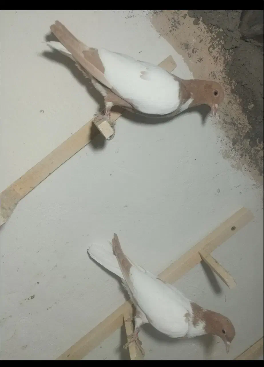 کبوتر افغانی دمسفید ذات عالی و کبوتر پرشی گرفتنی|پرنده|سبزوار, ابوریحان|دیوار