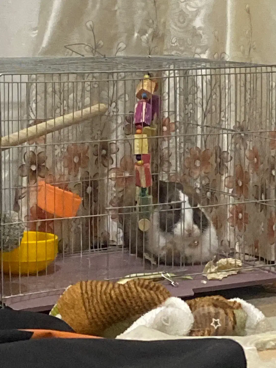 خرگوش|موش و خرگوش|هشتگرد, فاز ۷ مهستان|دیوار