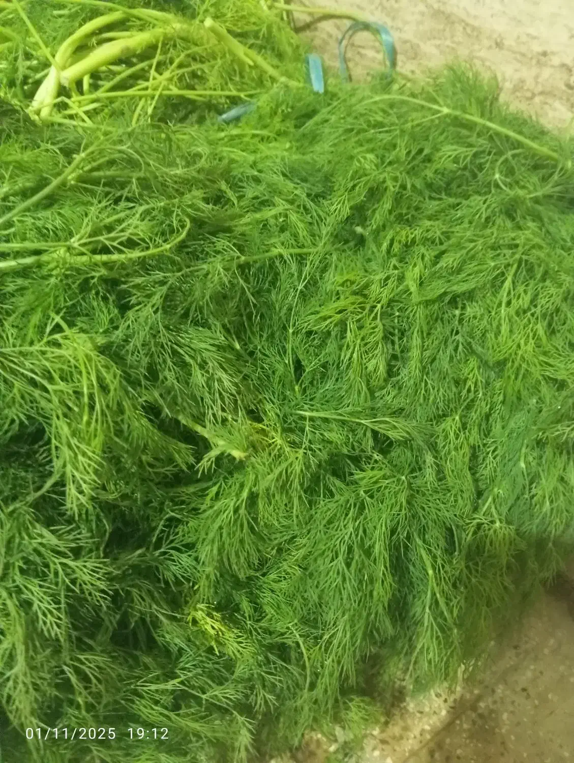 سبزی شوید|خوردنی و آشامیدنی|علیآباد کتول, |دیوار