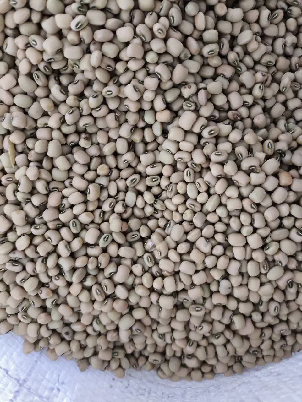 لوبیام چشم بلبلی و ترکمنی(گندمی)|خوردنی و آشامیدنی|فراغی, |دیوار