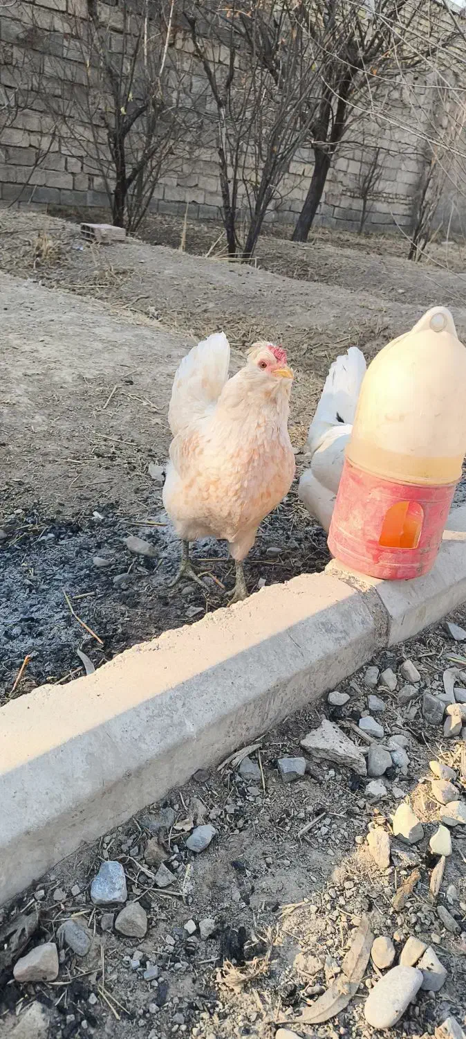 مرغ گلین فول|حیوانات مزرعه|پاکدشت, پاکدشت (مامازند)|دیوار