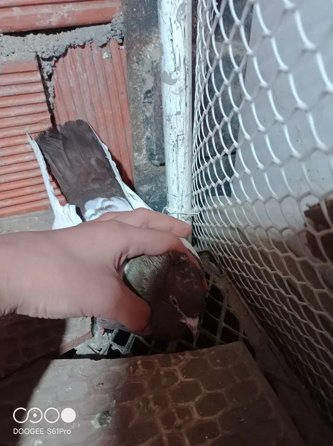 کبوتر|پرنده|مریوان, |دیوار