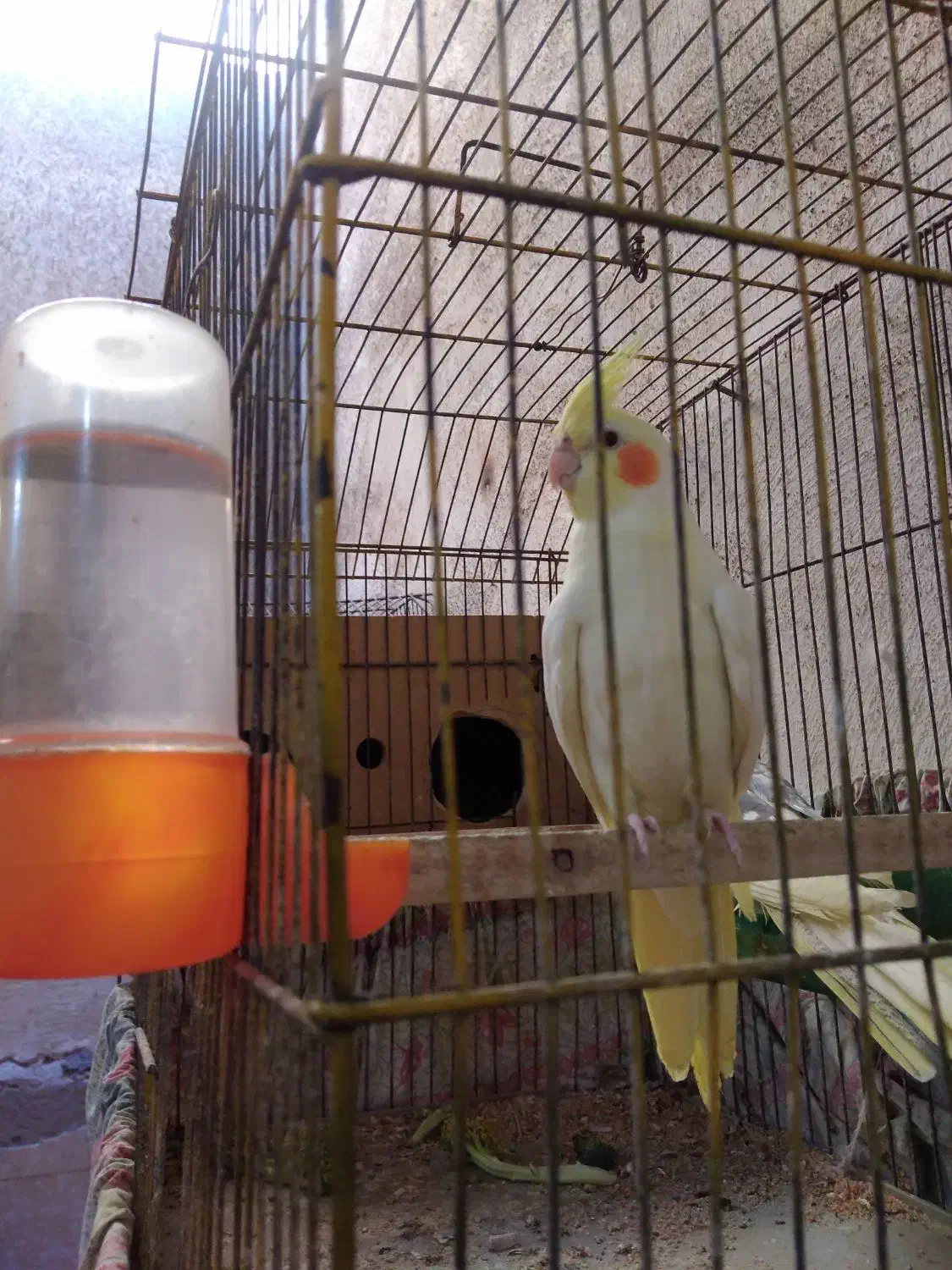 عروس هلندی نر|پرنده|بندر امام خمینی, |دیوار