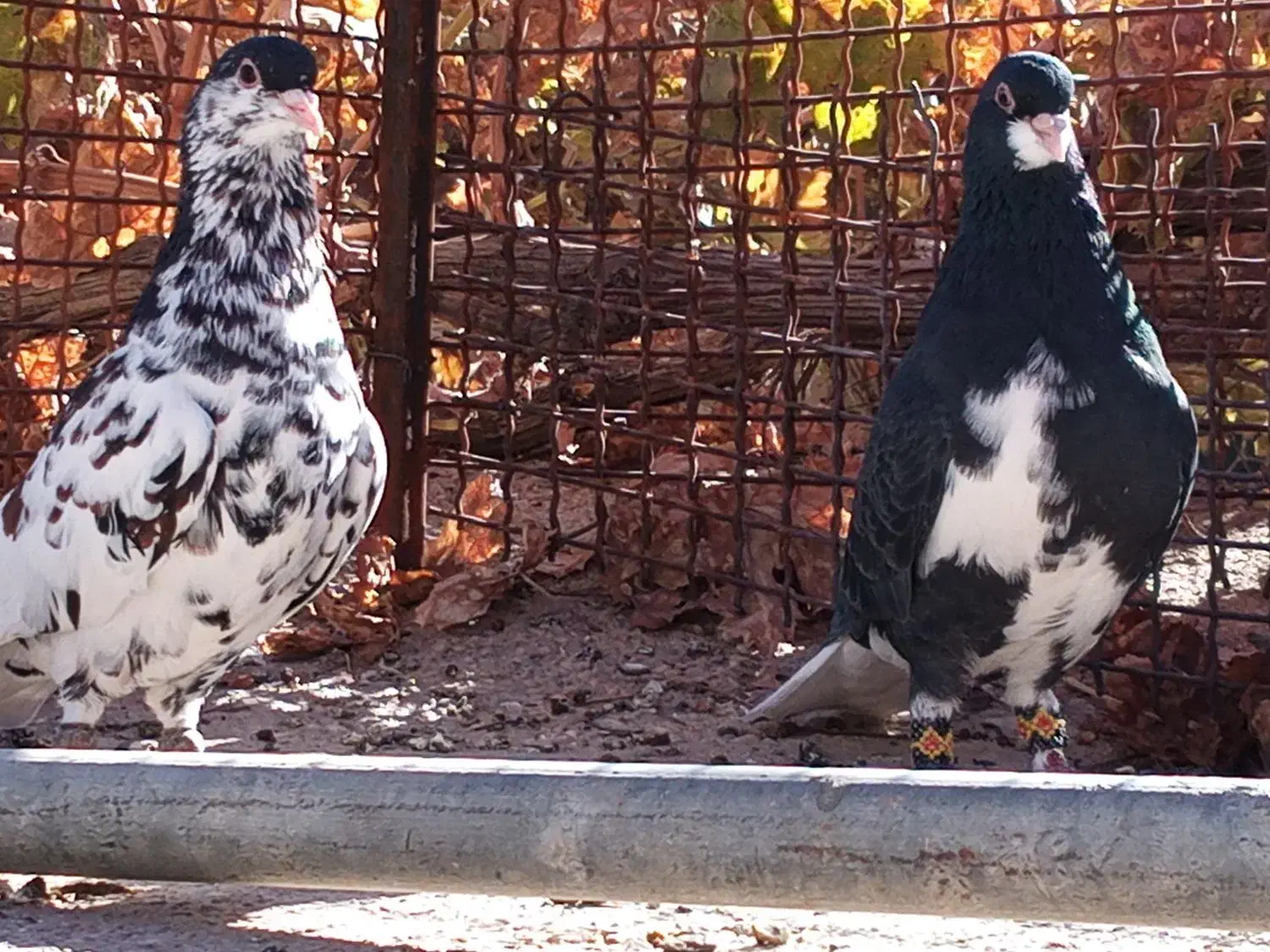 یک جفت شهری|پرنده|پاسارگاد, |دیوار