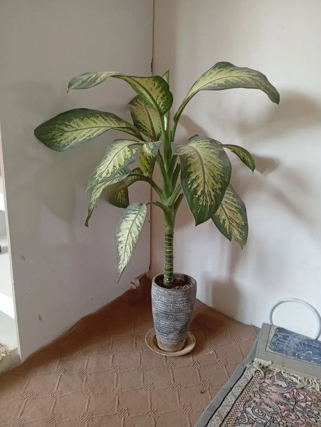 گل دیفن باخیا|گل و گیاه طبیعی|کلات (خراسان), |دیوار