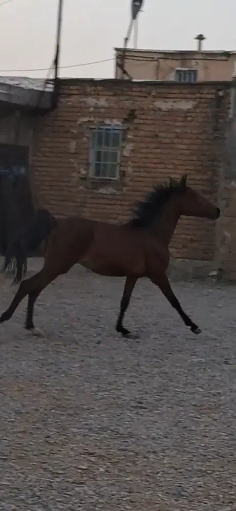 فروش کره مادیان عرب|اسب و تجهیزات اسبسواری|همدان, |دیوار