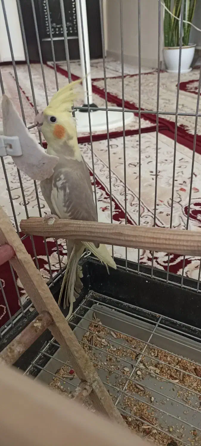 عروس هلندی جوجه|پرنده|بهارستان, |دیوار