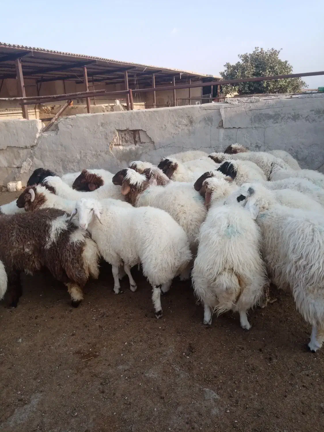 گوسفند پروار فروشی|حیوانات مزرعه|کارزان, |دیوار