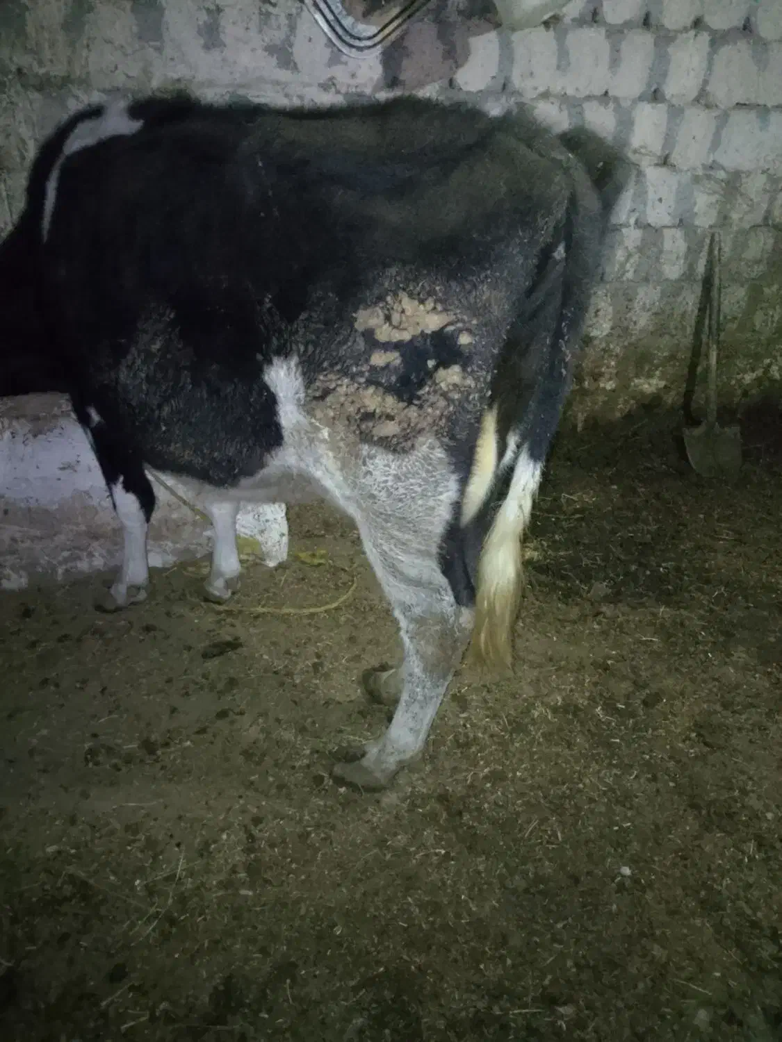 گاو ابستن ۷ماهه|حیوانات مزرعه|صومای برادوست, |دیوار