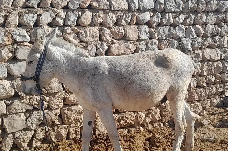 الاق سالم هم باریه و هم برای همراهی گله خوبه|حیوانات مزرعه|سرپل ذهاب, |دیوار
