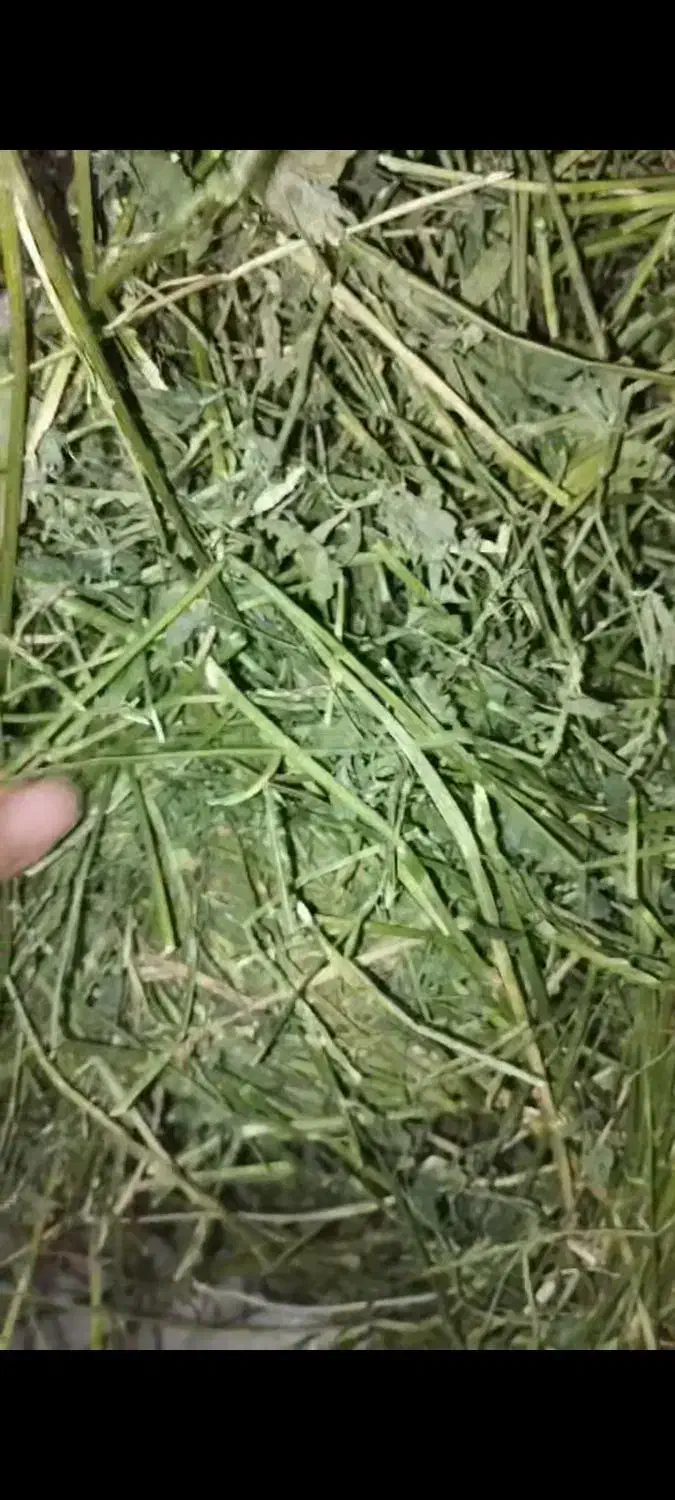 یونجه و پوشال خرگوش و خوکچه|لوازم جانبی حیوانات|تهران, فلسطین (میدان انقلاب)|دیوار