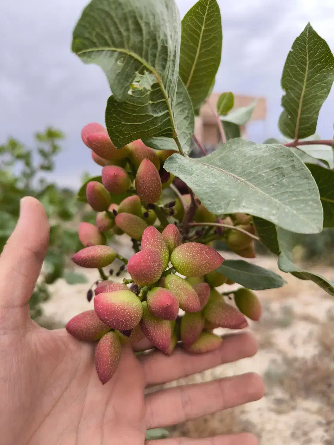 باغ پسته|خدمات باغبانی و درختکاری|گلپایگان, |دیوار