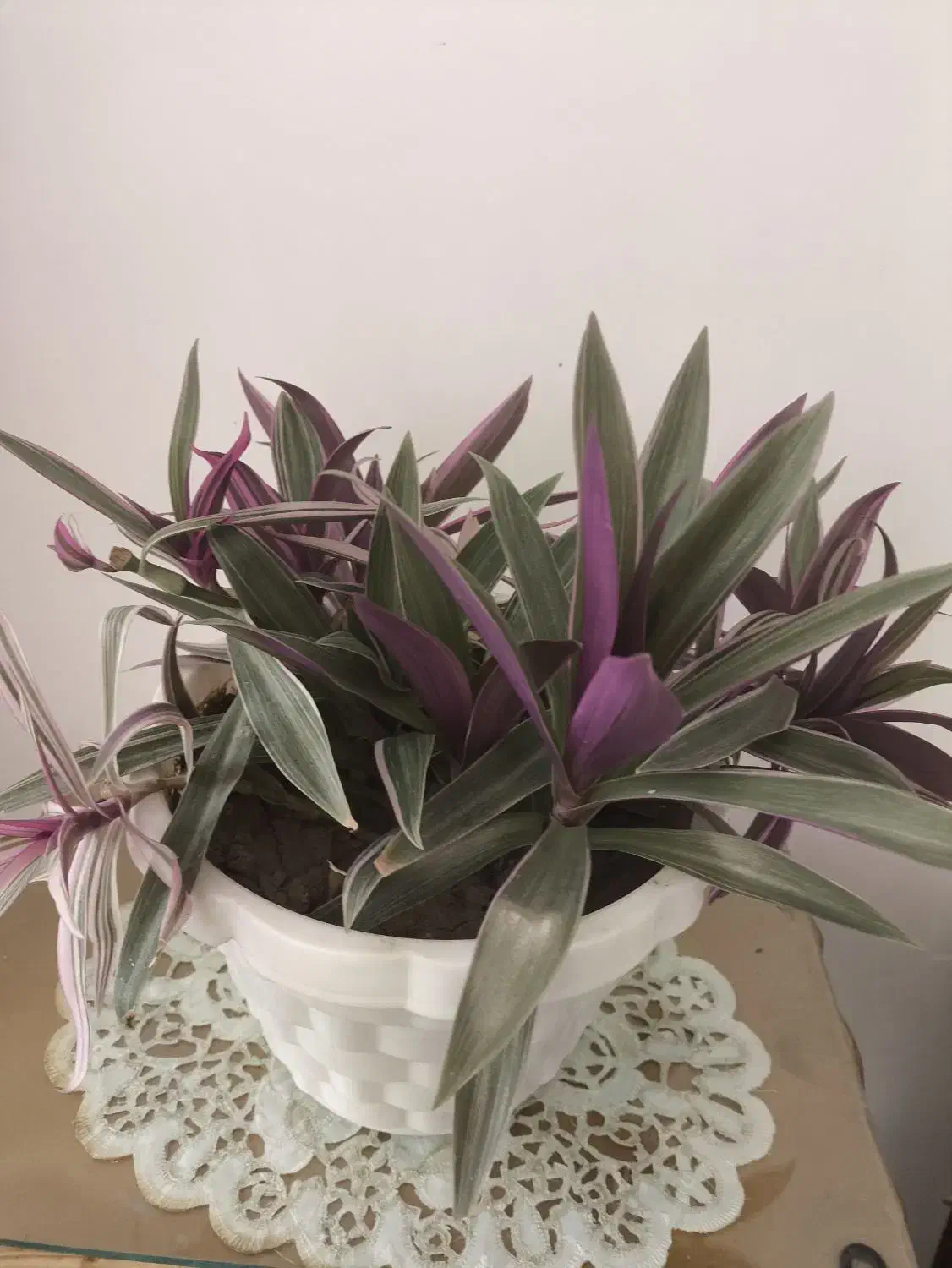 زیپیلین رنگی شاداب|گل و گیاه طبیعی|فلاورجان, |دیوار