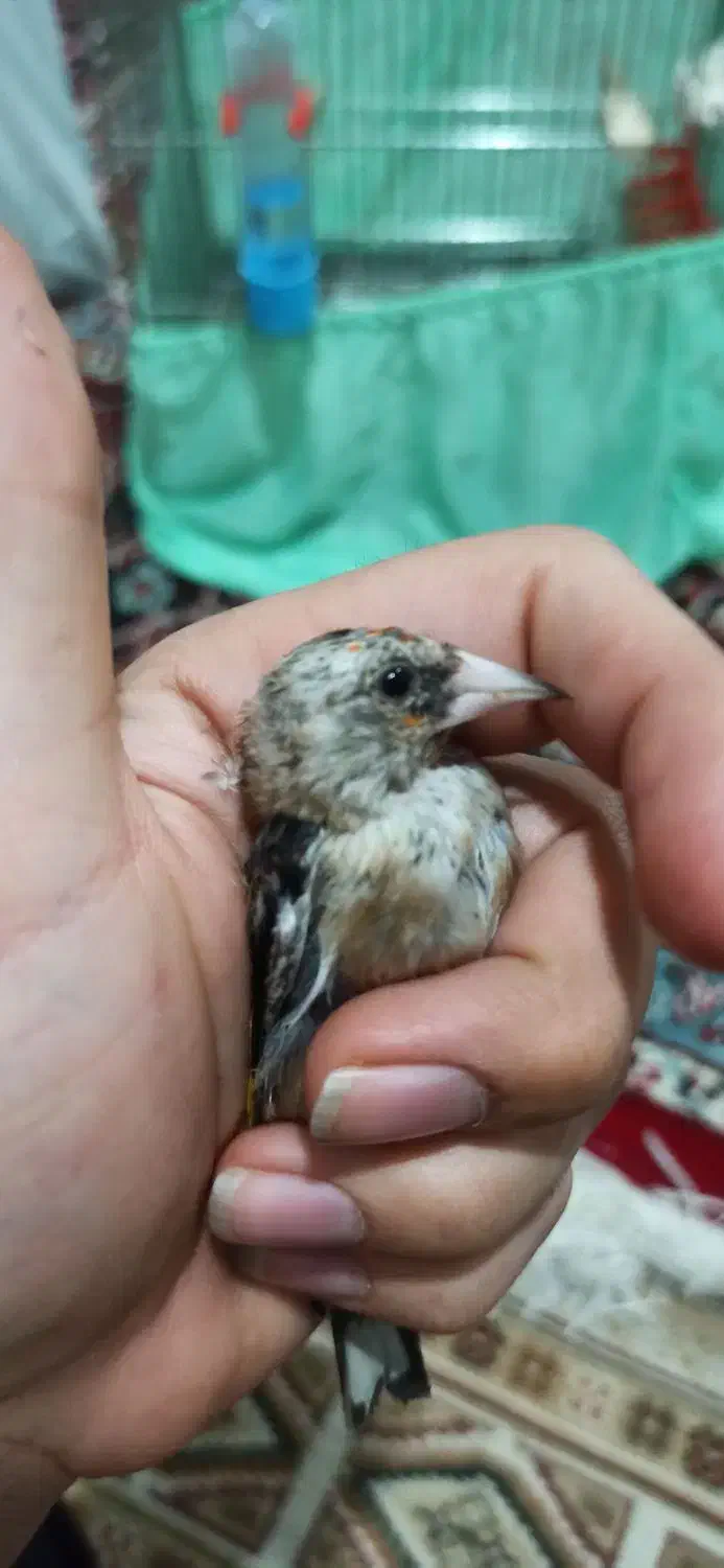 سهره اس عطیقه|پرنده|تهران, مسعودیه|دیوار