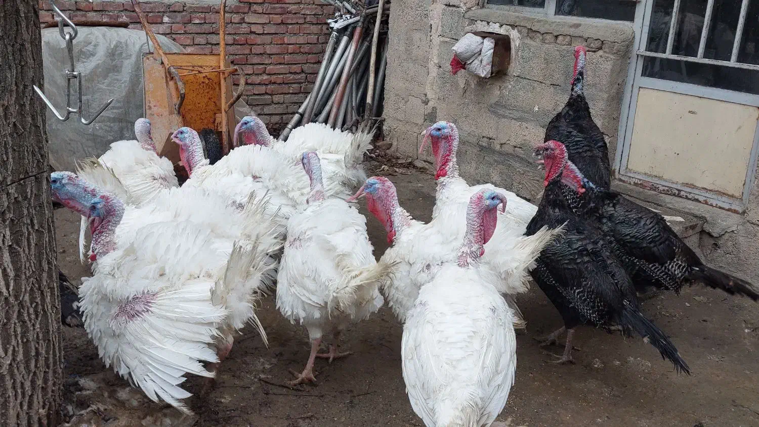 بوقلمون بیوتی محلی وخرت دوسال|حیوانات مزرعه|سقز, |دیوار