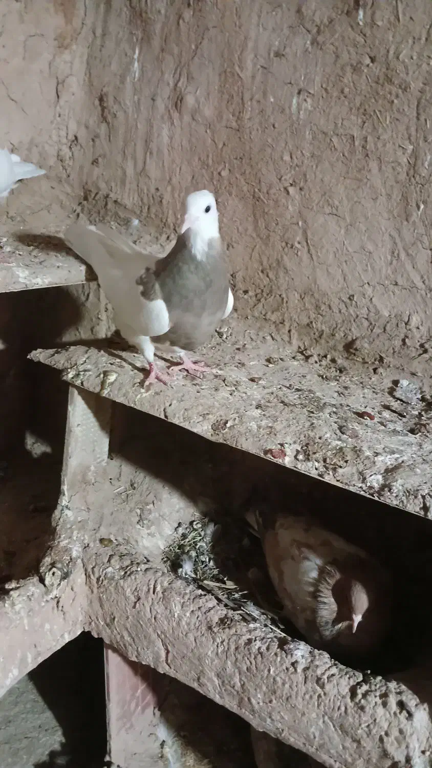 طوقی ماده|پرنده|امیدیه, |دیوار