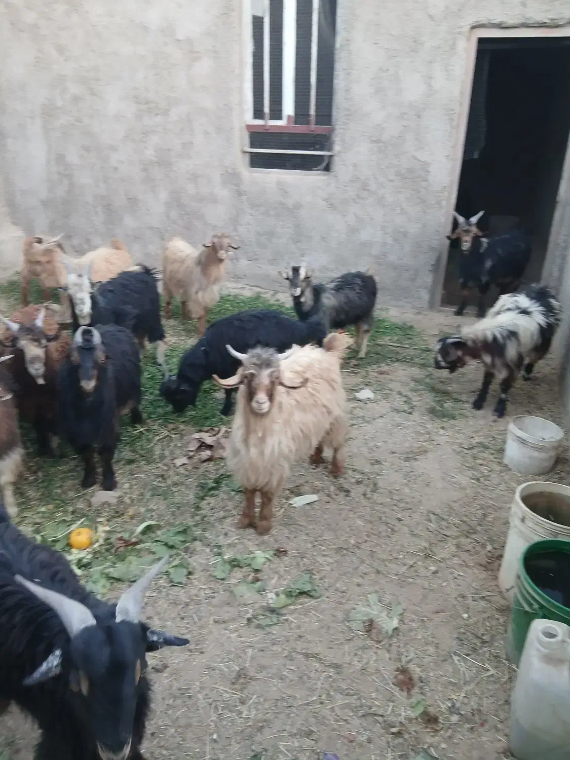 کره نر بزغاله ۲۰تا۲۳کیلو|حیوانات مزرعه|حمیدیا, |دیوار