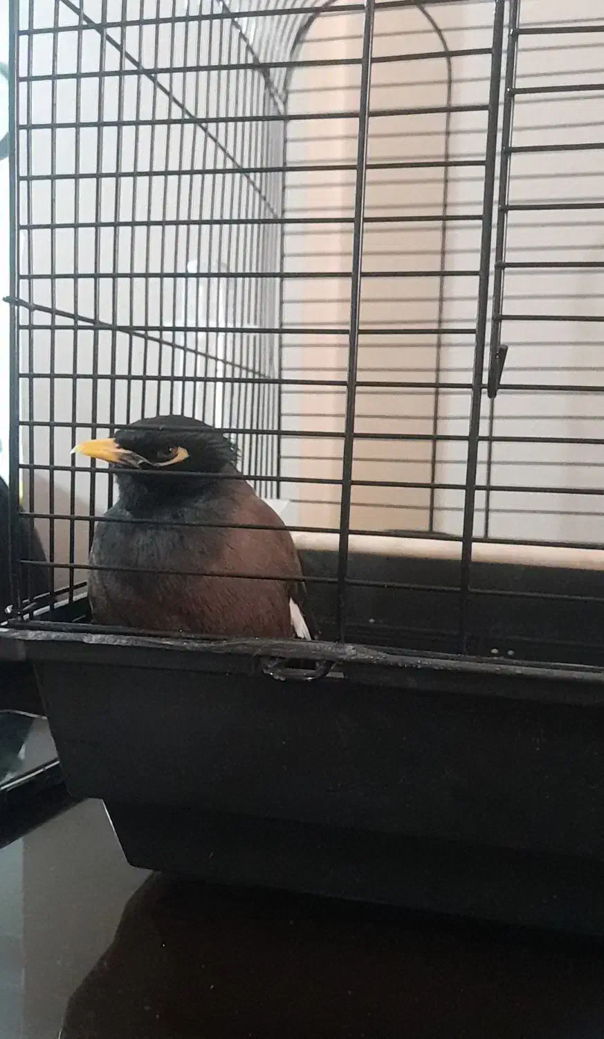 پرنده مینا|پرنده|تهران, وحیدیه|دیوار