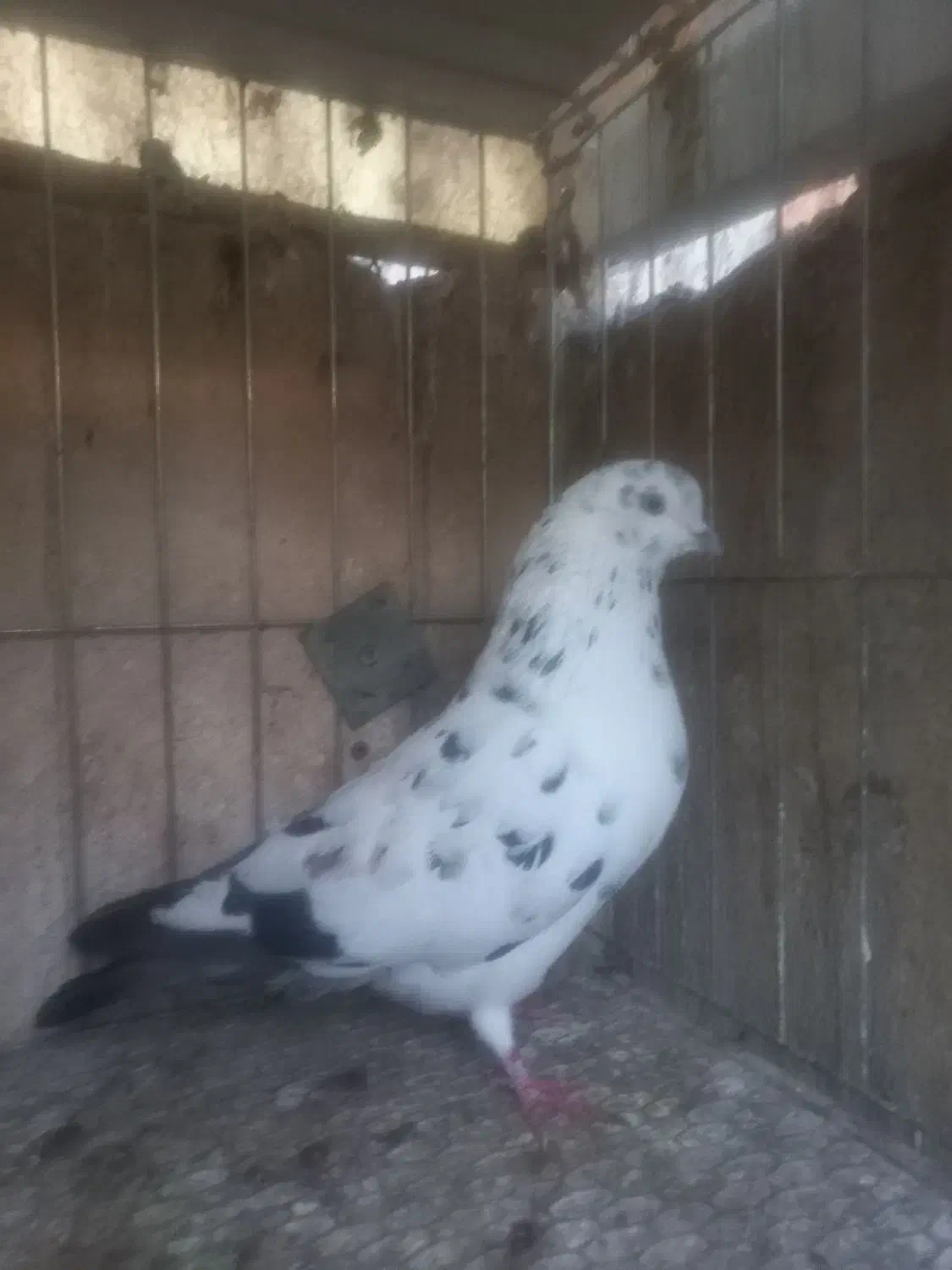 کفتر گرفتنی|پرنده|قم, سید معصوم|دیوار