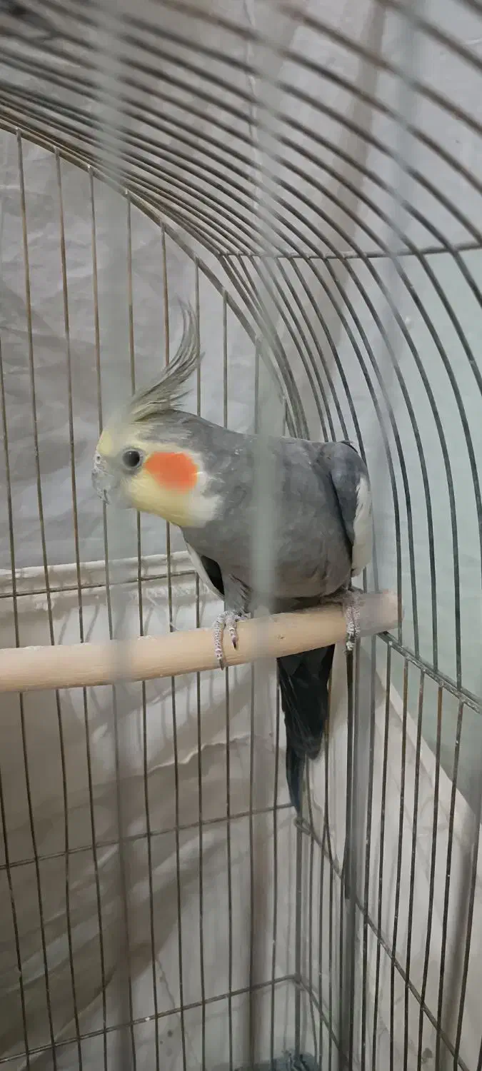 عروس هلندی نر و ماده|پرنده|سبزوار, امیر کبیر|دیوار