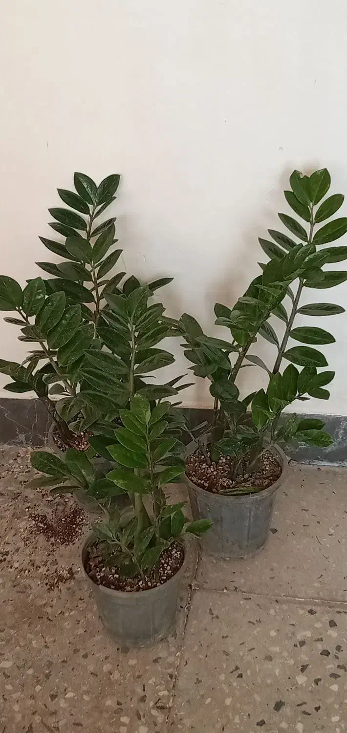 گل طبیعی|گل و گیاه طبیعی|آبدانان, |دیوار