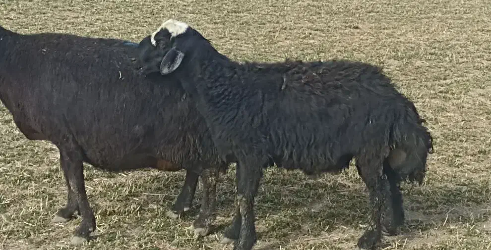 بره قوچ قره قزل افشاری|حیوانات مزرعه|لالجین, |دیوار