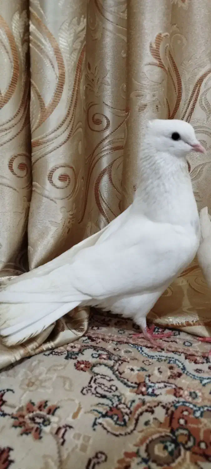 کبوتر|پرنده|سوسنگرد, |دیوار