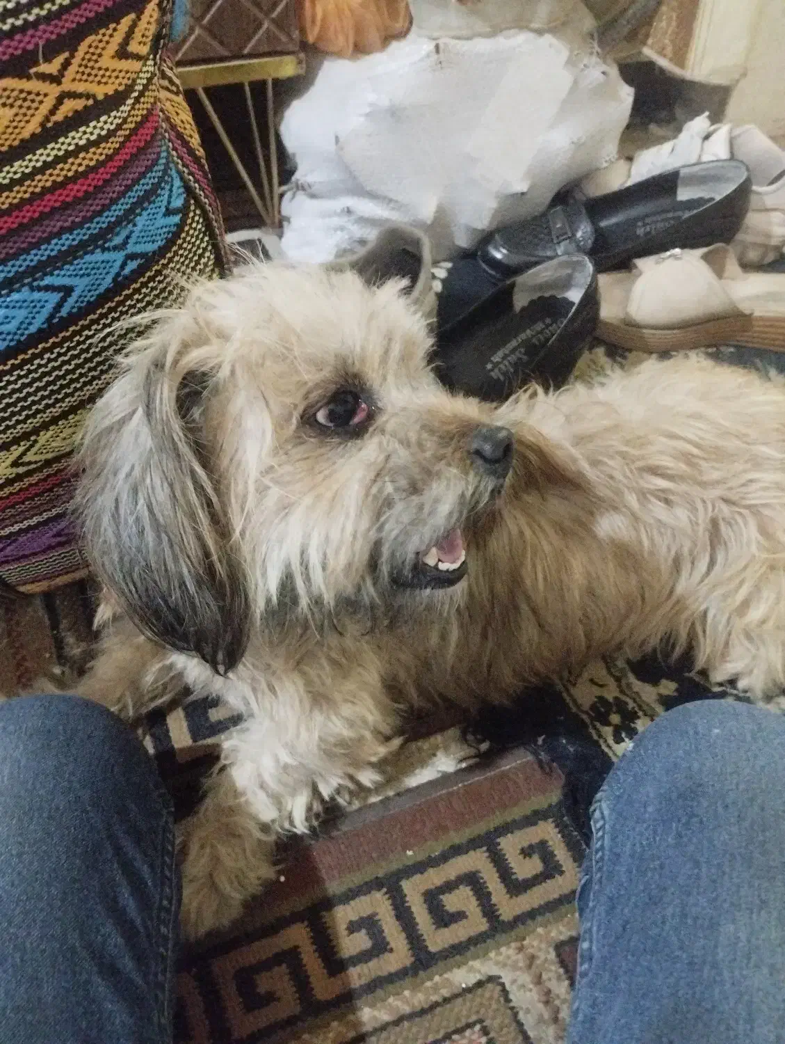 سگ کوچولو مهربان وبازیگوش|سگ|آفتاب, |دیوار