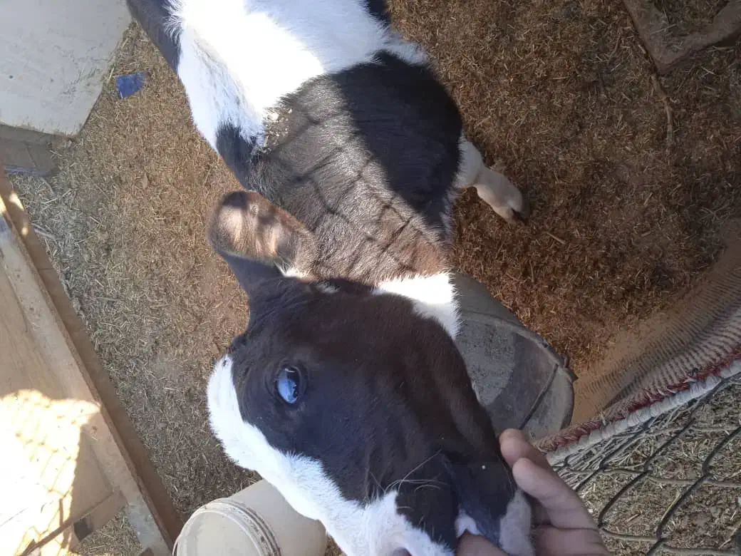 گاو و گوساله|حیوانات مزرعه|اصفهان, رهنان|دیوار