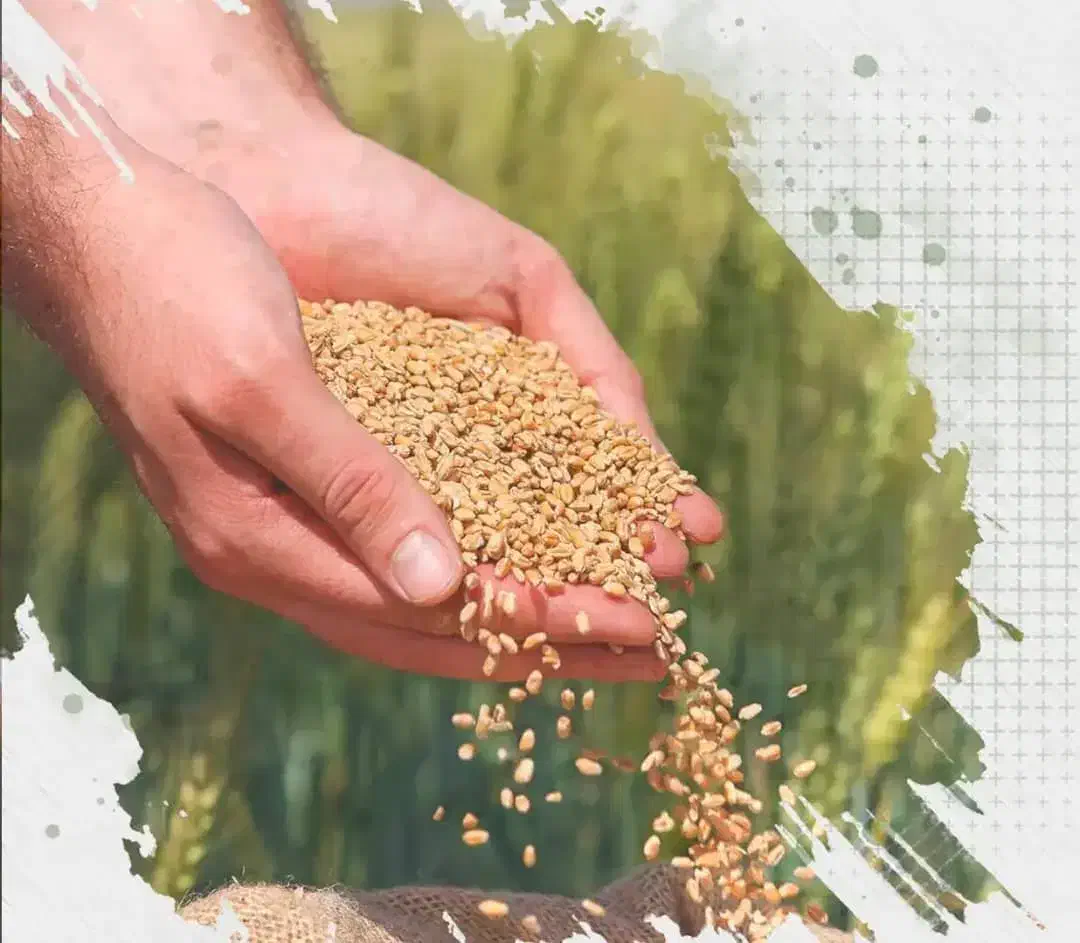 دروگر یا کمباین میخام|خدمات باغبانی و درختکاری|زنجان, |دیوار