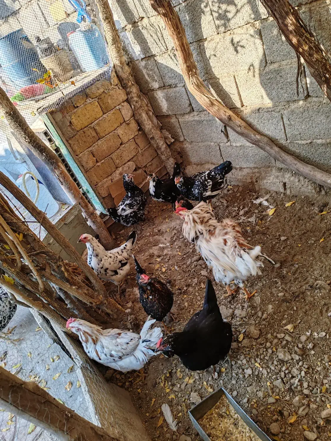 تخم نطفه دار گلین|حیوانات مزرعه|کرج, کیانمهر|دیوار