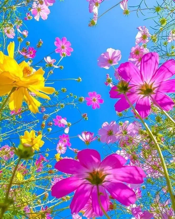 راهنمایی و سرمایه گذاری|فعالیت داوطلبانه تحقیقاتی|اندیمشک, |دیوار