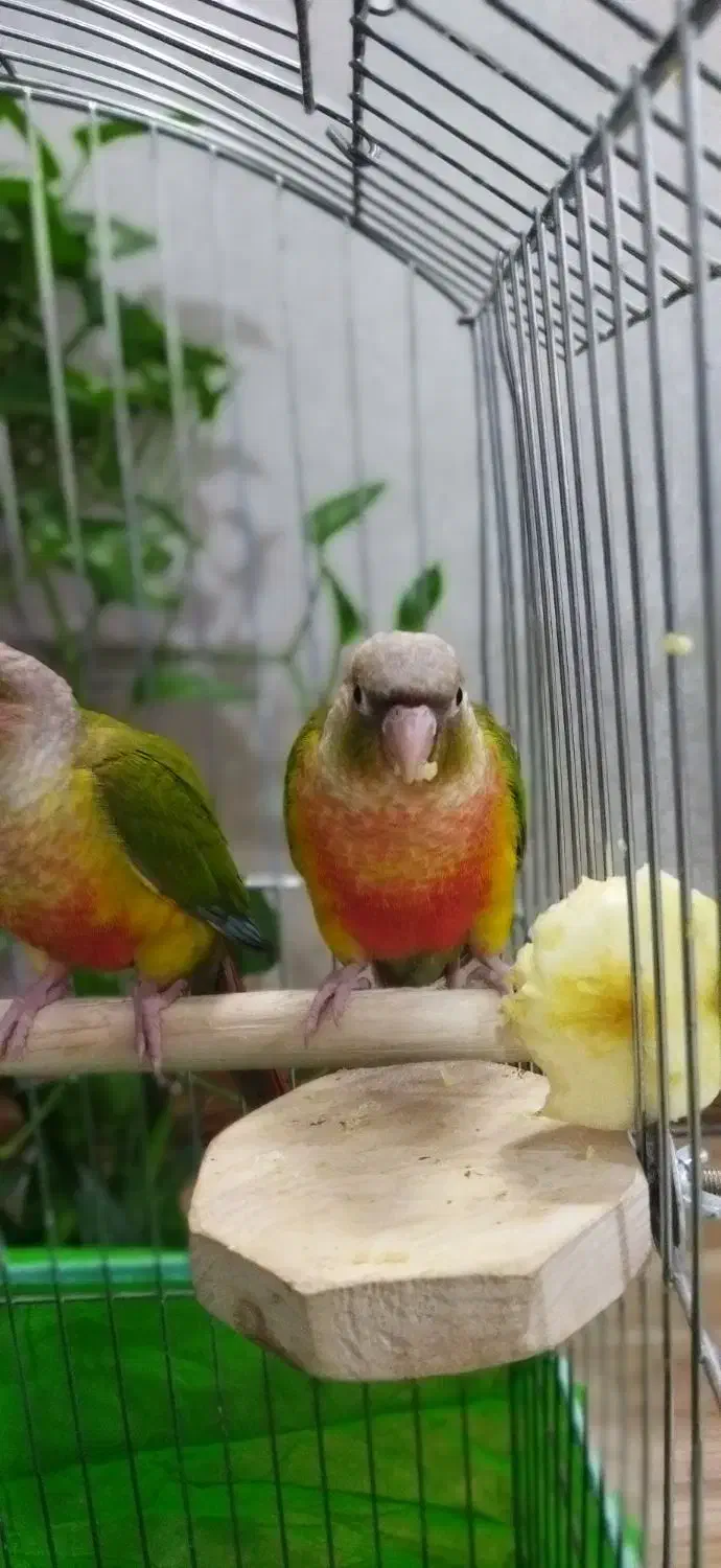 فروش گرینچیک دبل رد فکتور دستی و مولد|پرنده|قدس, شهرقدس|دیوار