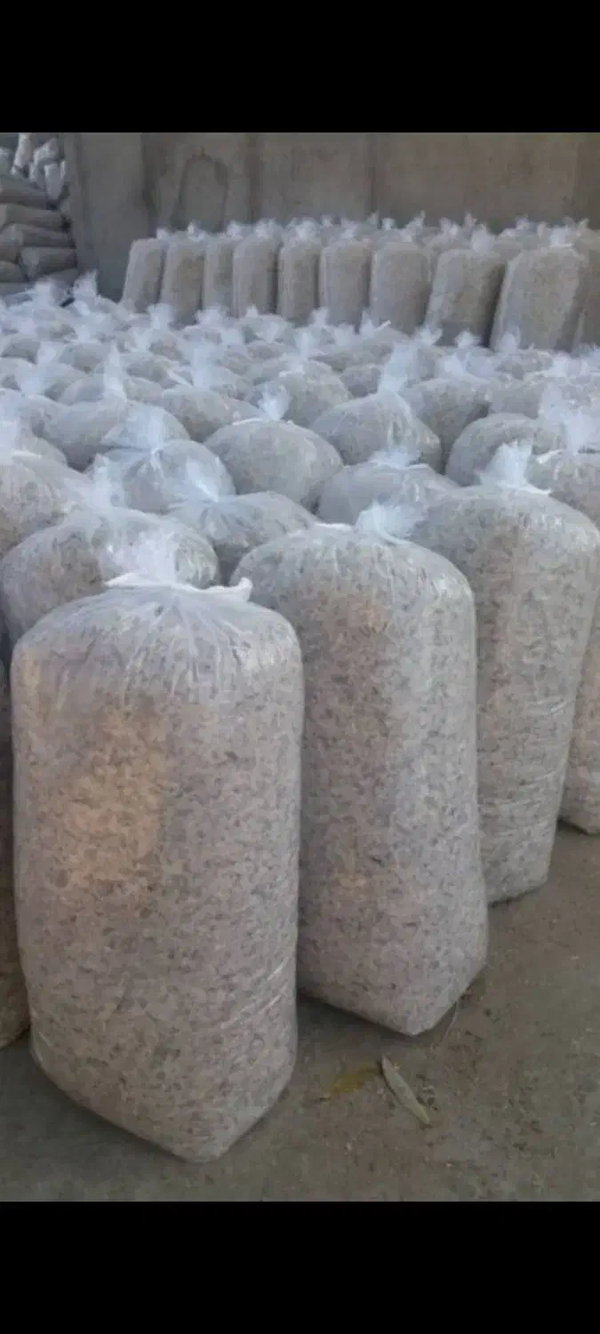 تفاله چغندر|حیوانات مزرعه|سجاس رود, |دیوار