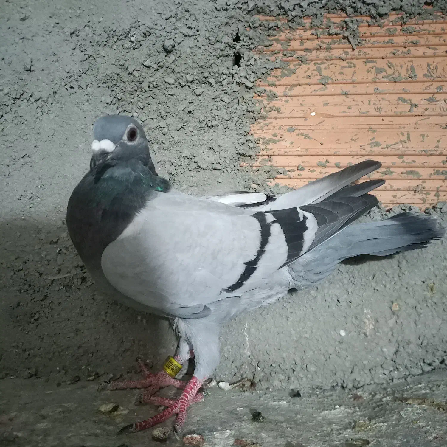 سبز مسافتی|پرنده|شیروان (خراسان), |دیوار