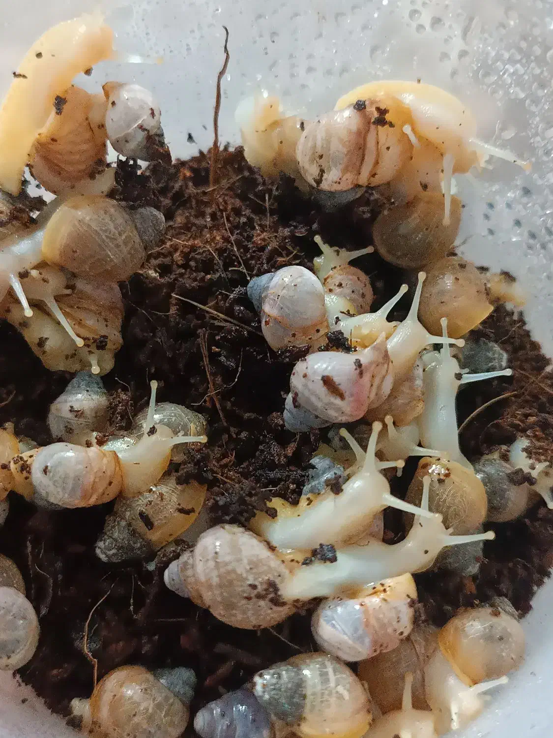 حلزون|خزنده|هشتگرد, فاز ۷ مهستان|دیوار