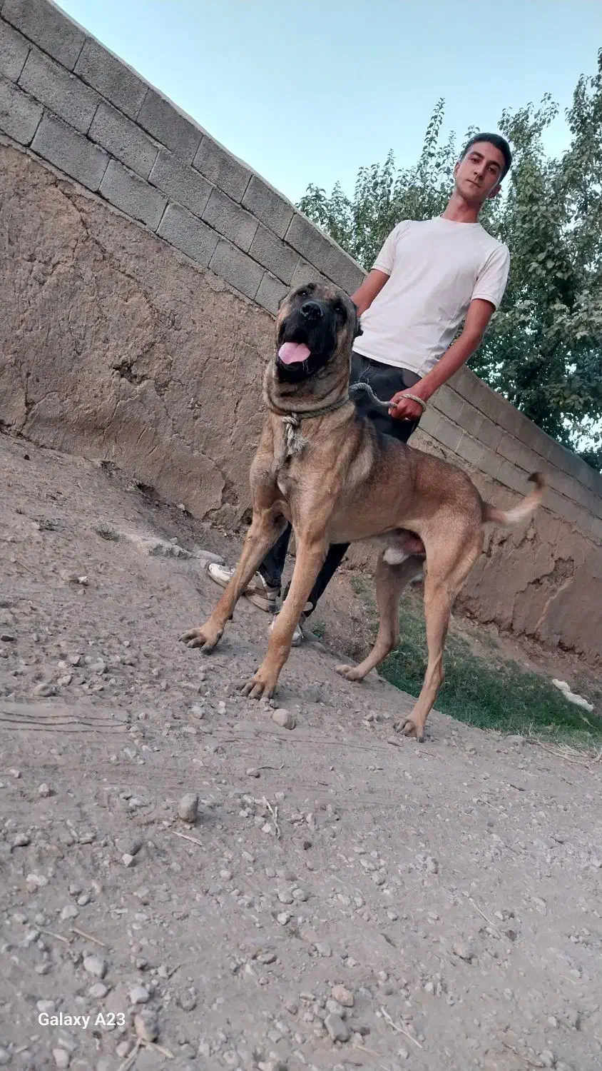 واگذاری سگ سرابی اصیل|سگ|عجب شیر, |دیوار