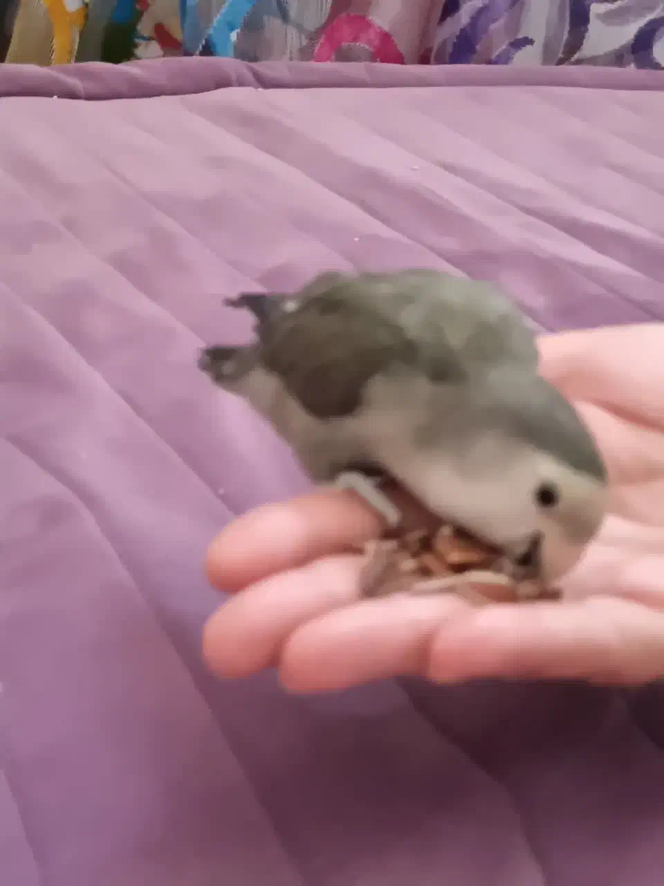 کوتوله وایت فیس|پرنده|مشهد, کوشش|دیوار