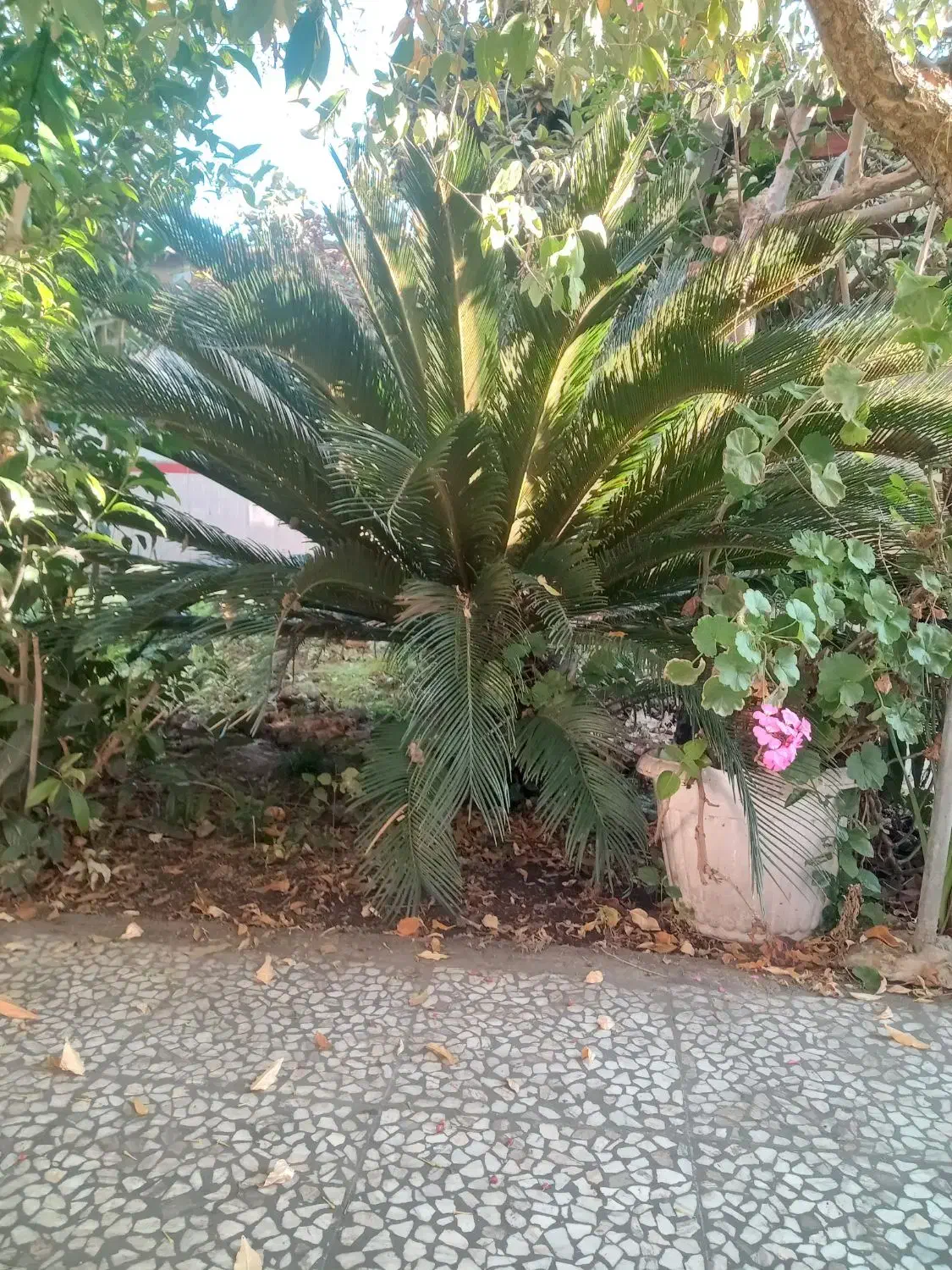 گل سیکاس بزرگ|گل و گیاه طبیعی|قائمشهر, |دیوار