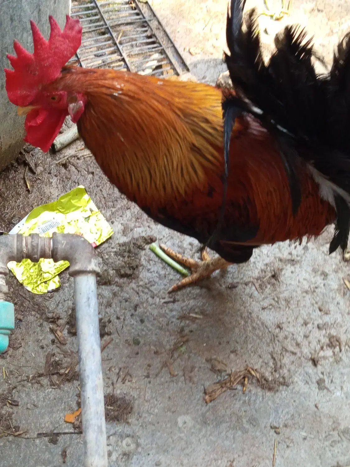 150000تومان|حیوانات مزرعه|سوسنگرد, |دیوار