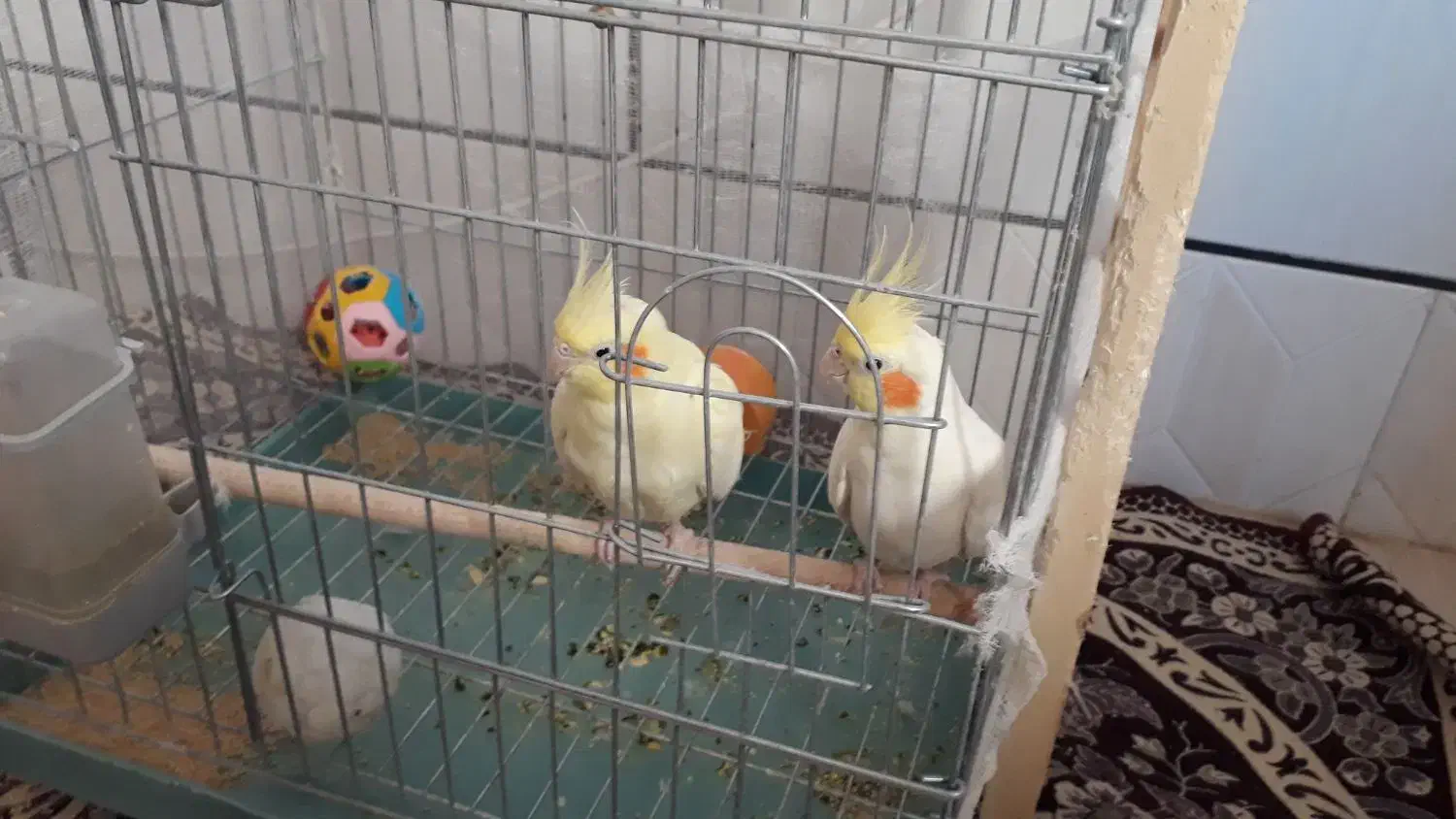 عروس هلندی|پرنده|برخوار, |دیوار