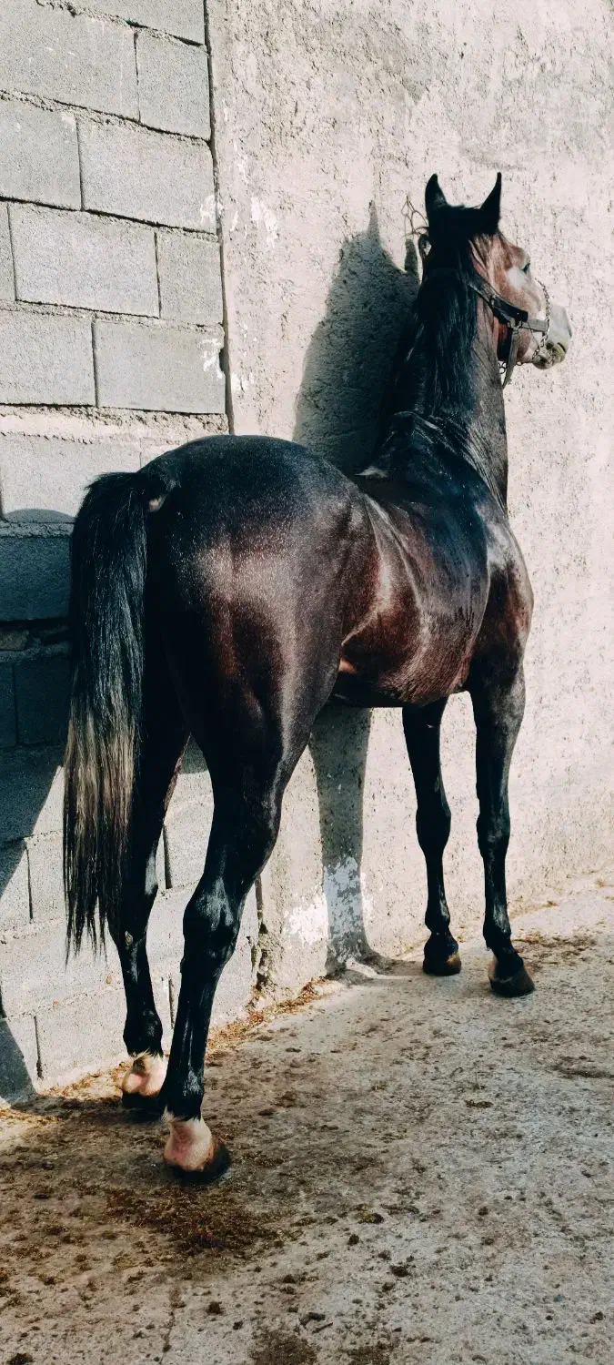 نریان کرد|اسب و تجهیزات اسب‌سواری|قیدار, |دیوار