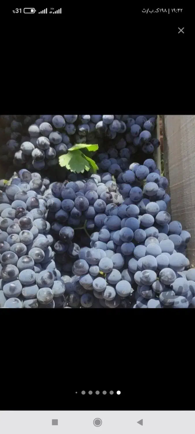 انگور دیم شاهانی|خوردنی و آشامیدنی|اهواز, گیت بوستان|دیوار