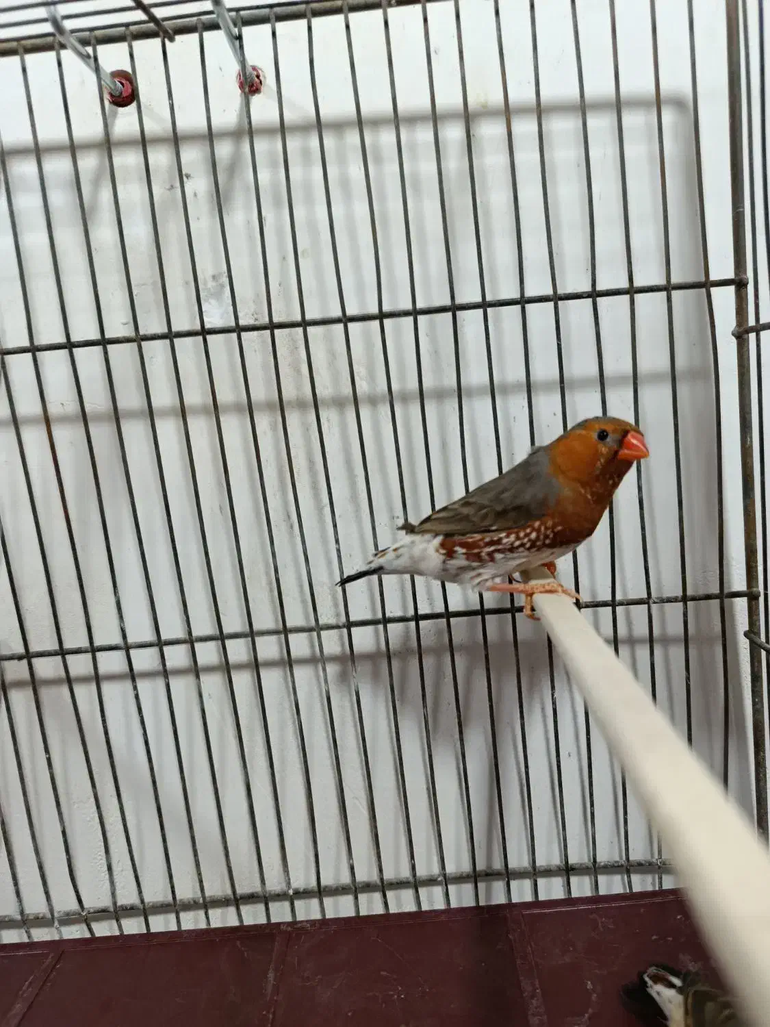 فنچ کینگ هاف اورنج با کیفیت|پرنده|گلستان (تهران), |دیوار