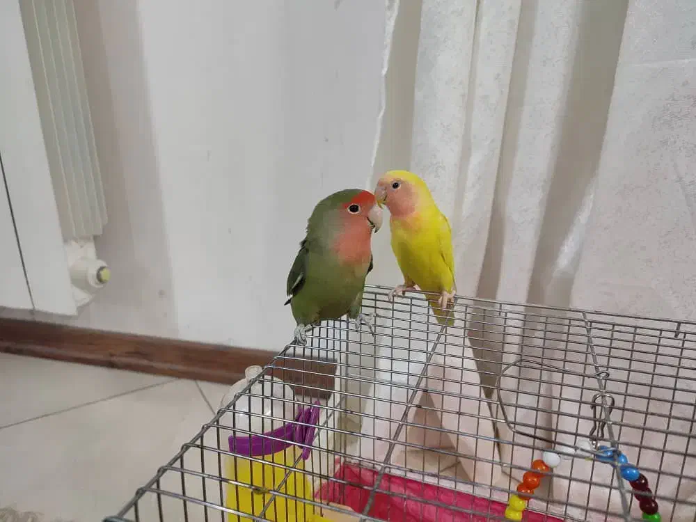 جفت طوطی برزیلی|پرنده|شاهین‌شهر, مسکن مهر|دیوار