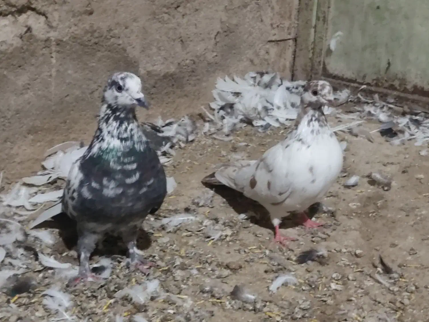 کفتر بلند گرد|پرنده|کبودرآهنگ, |دیوار