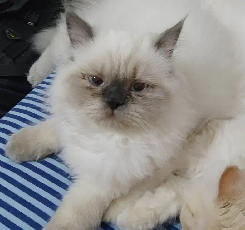 معاوضه ی گربه پرشین با سگ پامر خرسی|گربه|کرمانشاه, |دیوار