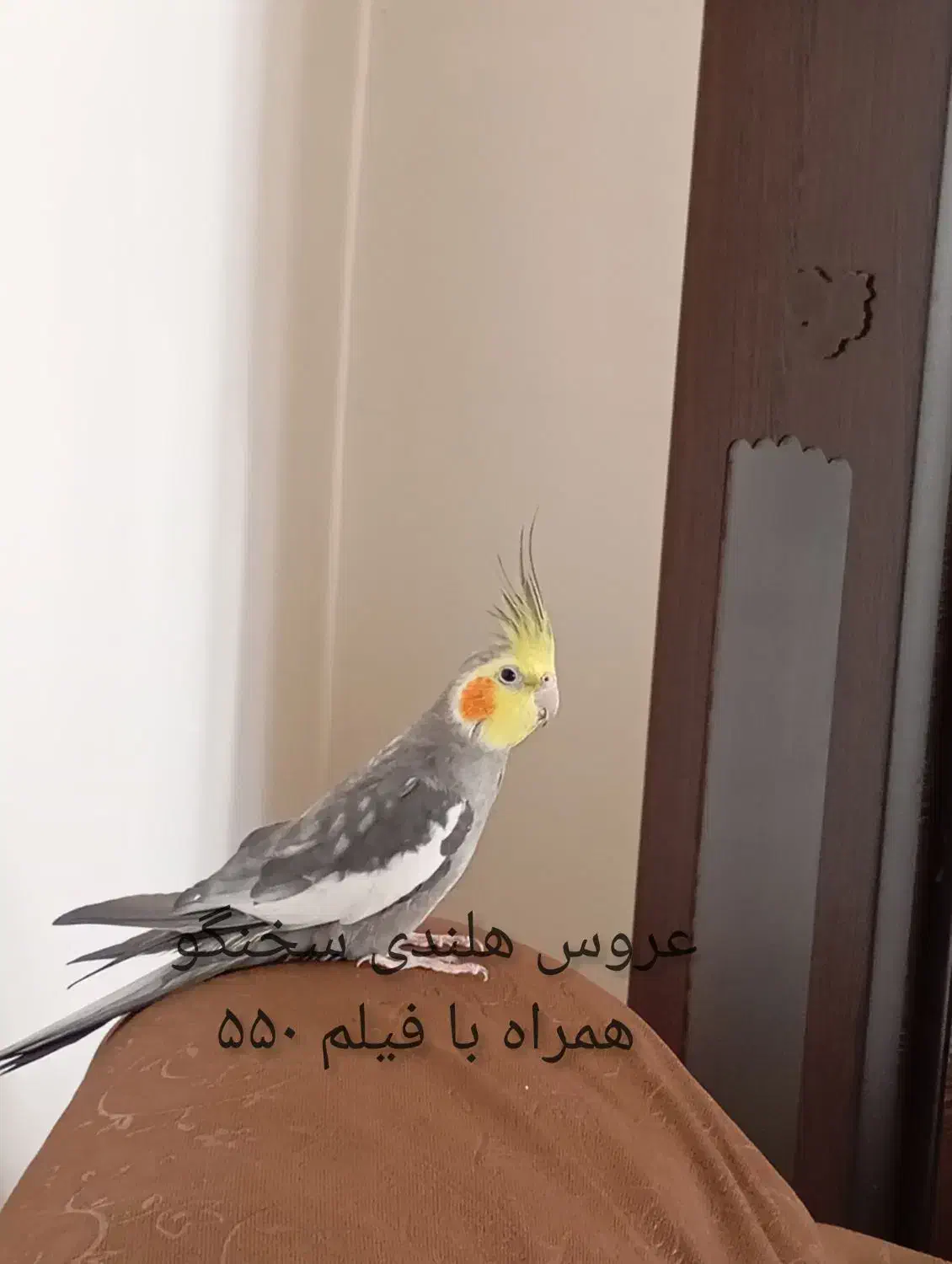 تبلت و عروس هلندی|تبلت|نیشابور, شهرک جانبازان|دیوار